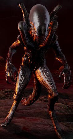 Vein&#39;s Pride
